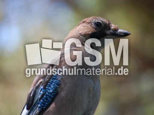 Eichelhäher_8.JPG